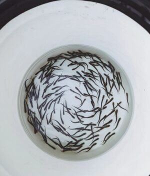 Siobhan Williams Instagram - So amazing to be able to take these little baby fish (chum fry!) and release them out into the big wide world. These guys were raised in a hatchery to try to replenish fish populations which struggle everywhere nowadays due to habitat loss, overfishing, and climate change. Raising them in a hatchery gives them the best chance of surviving their most fragile ages, and now they are ready to make their journey to the ocean to become big grown up fishies.  If you eat fish please try to find sustainably fished/not farmed fish. If you learn about the devastating impacts most methods of fish farming have, you realize how many additional animals are caught in nets or how much infectious disease they spread to our wild ecosystems. Please take the time to learn about where your food comes from and how it gets to your plate from there. 
#streamkeepers #babyfish #chumsalmon