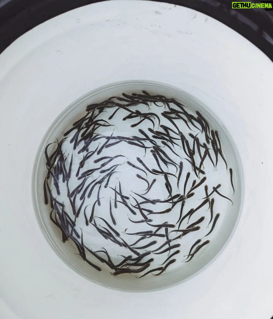 Siobhan Williams Instagram - So amazing to be able to take these little baby fish (chum fry!) and release them out into the big wide world. These guys were raised in a hatchery to try to replenish fish populations which struggle everywhere nowadays due to habitat loss, overfishing, and climate change. Raising them in a hatchery gives them the best chance of surviving their most fragile ages, and now they are ready to make their journey to the ocean to become big grown up fishies. If you eat fish please try to find sustainably fished/not farmed fish. If you learn about the devastating impacts most methods of fish farming have, you realize how many additional animals are caught in nets or how much infectious disease they spread to our wild ecosystems. Please take the time to learn about where your food comes from and how it gets to your plate from there. #streamkeepers #babyfish #chumsalmon