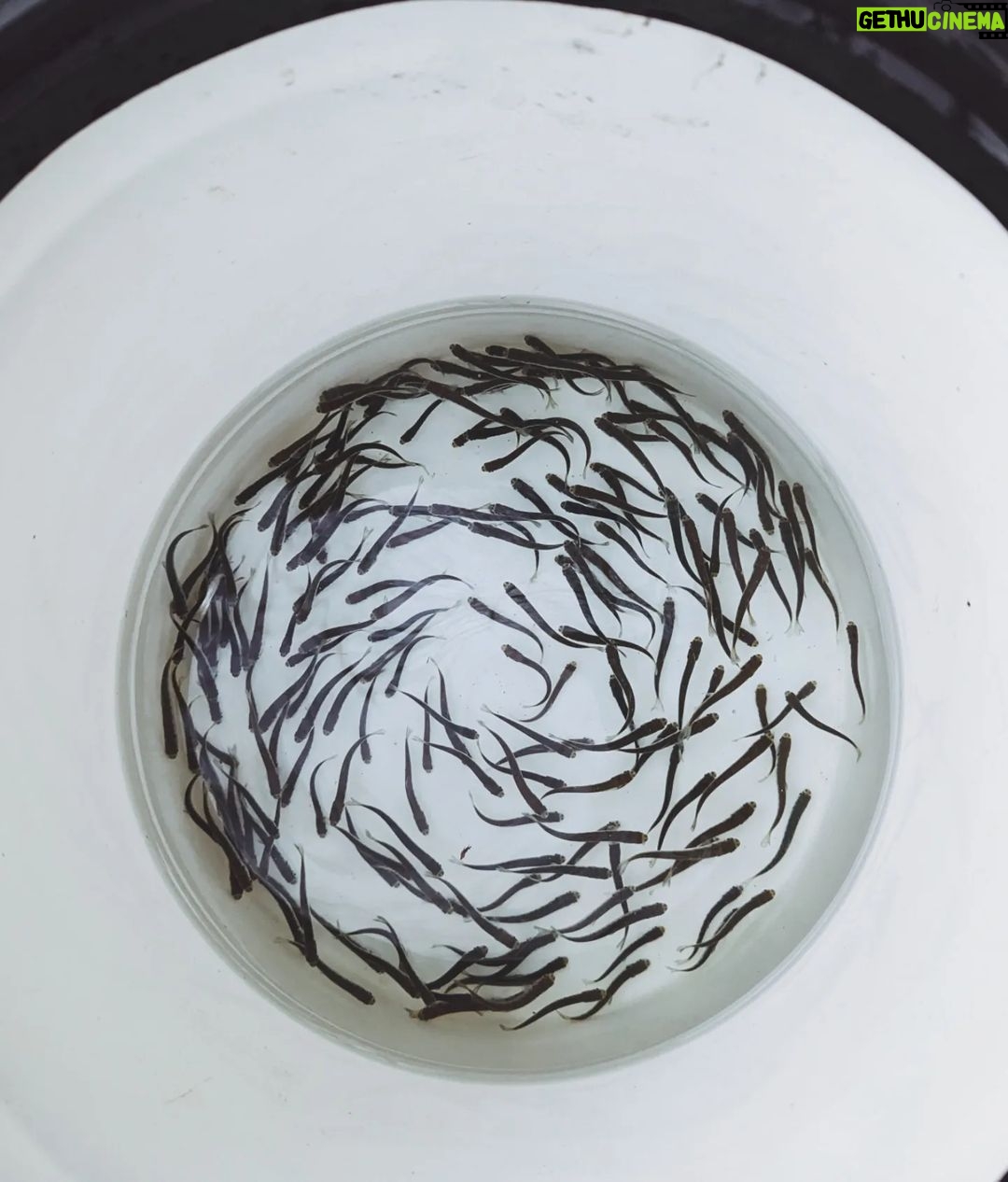 Siobhan Williams - 3.2K Likes - So amazing to be able to take these little baby fish (chum fry!) and release them out into the big wide world. These guys were raised in a hatchery to try to replenish fish populations which struggle everywhere nowadays due to habitat loss, overfishing, and climate change. Raising them in a hatchery gives them the best chance of surviving their most fragile ages, and now they are ready to make their journey to the ocean to become big grown up fishies. If you eat fish please try to find sustainably fished/not farmed fish. If you learn about the devastating impacts most methods of fish farming have, you realize how many additional animals are caught in nets or how much infectious disease they spread to our wild ecosystems. Please take the time to learn about where your food comes from and how it gets to your plate from there.
#streamkeepers #babyfish #chumsalmon