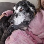 Siobhan Williams Instagram - My sweet, sweet boy. I can’t believe you are gone. You’ve been with my for most of my life that I can remember. You’ve always been my 90 lb lap dog and I will miss having you beg to come sit on me every time I see you. You were the happiest boy your whole life, loved nothing more than being outside, running around and exploring. You never ever stopped being a puppy, or jumping around like one, even when your body was giving up on you. I love you forever Dusty.