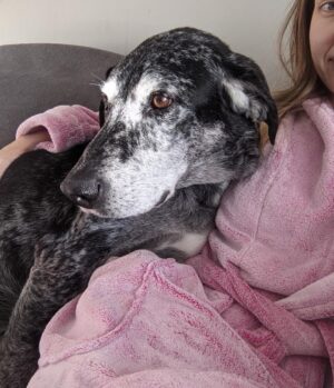 Siobhan Williams Instagram - My sweet, sweet boy. I can’t believe you are gone. You’ve been with my for most of my life that I can remember.  You’ve always been my 90 lb lap dog and I will miss having you beg to come sit on me every time I see you. You were the happiest boy your whole life, loved nothing more than being outside, running around and exploring. You never ever stopped being a puppy, or jumping around like one, even when your body was giving up on you. I love you forever Dusty.