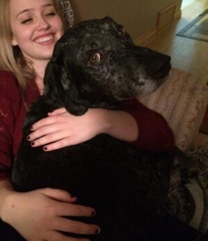 Siobhan Williams Instagram - My sweet, sweet boy. I can’t believe you are gone. You’ve been with my for most of my life that I can remember.  You’ve always been my 90 lb lap dog and I will miss having you beg to come sit on me every time I see you. You were the happiest boy your whole life, loved nothing more than being outside, running around and exploring. You never ever stopped being a puppy, or jumping around like one, even when your body was giving up on you. I love you forever Dusty.