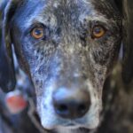 Siobhan Williams Instagram - My sweet, sweet boy. I can’t believe you are gone. You’ve been with my for most of my life that I can remember. You’ve always been my 90 lb lap dog and I will miss having you beg to come sit on me every time I see you. You were the happiest boy your whole life, loved nothing more than being outside, running around and exploring. You never ever stopped being a puppy, or jumping around like one, even when your body was giving up on you. I love you forever Dusty.