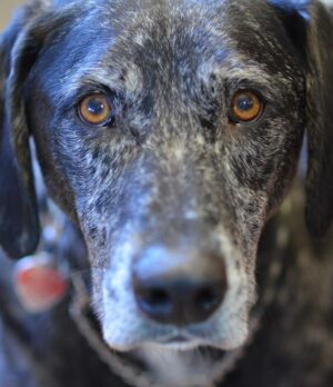 Siobhan Williams Instagram - My sweet, sweet boy. I can’t believe you are gone. You’ve been with my for most of my life that I can remember.  You’ve always been my 90 lb lap dog and I will miss having you beg to come sit on me every time I see you. You were the happiest boy your whole life, loved nothing more than being outside, running around and exploring. You never ever stopped being a puppy, or jumping around like one, even when your body was giving up on you. I love you forever Dusty.