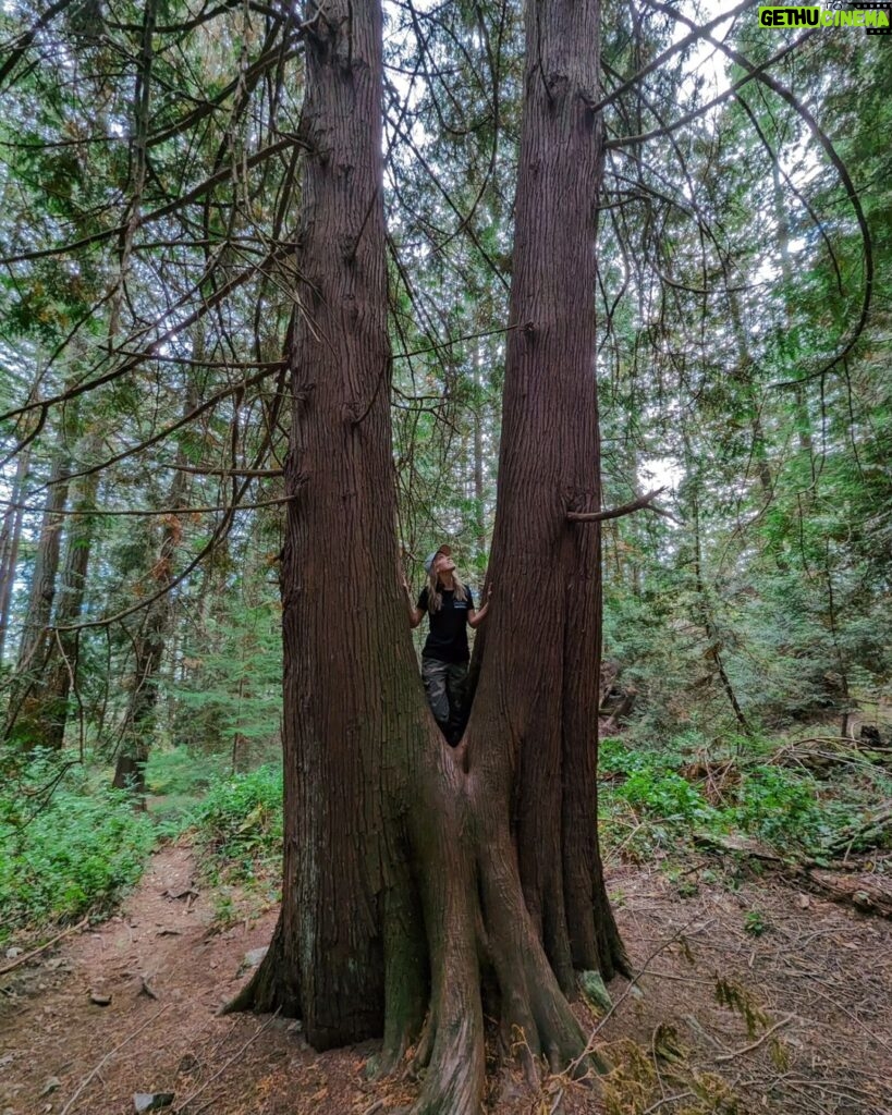 Siobhan Williams Instagram - Never seen a cedar twin quite like this. Phenomenal tree 🤍