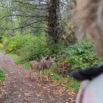 Siobhan Williams Instagram – I wanted to share this beautiful moment that I was so fortunate to have today. We wanted to get outside despite the rain, and although I knew a fair bit of wildlife would be hunkered down keeping dry, I was still hopeful. I spotted these two young deer way down the path, and as we stopped and waited, they came closer and closer and eventually they passed us.
Its incredible to watch this little one as she susses out the situation, it seems like you can read exactly what is on her mind.
Any encounter with wildlife is so precious. I know people might write deer off as common or unexciting, but I think they’re one of the most beautiful creatures to roam the planet. If you’ve ever had a wildlife encounter then you know there is something indescribable about two mammals’ innate ability to read one another’s emotions and intentions. It’s something we as a species have come so far from that we forget. But that connection is deep within our reptilian brain.
So deep it feels spiritual really. Anyway. There’s my little blurb for the night. Wildlife is amazing. We’re really lucky. I hope we can do better in protecting them and their homes. They really need our help.
🤍