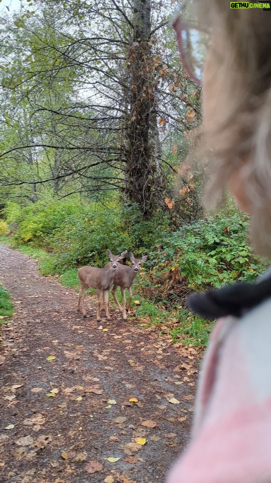 Siobhan Williams Instagram - I wanted to share this beautiful moment that I was so fortunate to have today. We wanted to get outside despite the rain, and although I knew a fair bit of wildlife would be hunkered down keeping dry, I was still hopeful. I spotted these two young deer way down the path, and as we stopped and waited, they came closer and closer and eventually they passed us. Its incredible to watch this little one as she susses out the situation, it seems like you can read exactly what is on her mind. Any encounter with wildlife is so precious. I know people might write deer off as common or unexciting, but I think they're one of the most beautiful creatures to roam the planet. If you've ever had a wildlife encounter then you know there is something indescribable about two mammals' innate ability to read one another's emotions and intentions. It's something we as a species have come so far from that we forget. But that connection is deep within our reptilian brain. So deep it feels spiritual really. Anyway. There's my little blurb for the night. Wildlife is amazing. We're really lucky. I hope we can do better in protecting them and their homes. They really need our help. 🤍