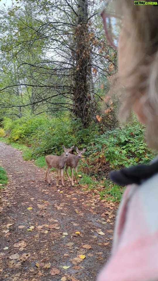 Siobhan Williams Instagram - I wanted to share this beautiful moment that I was so fortunate to have today. We wanted to get outside despite the rain, and although I knew a fair bit of wildlife would be hunkered down keeping dry, I was still hopeful. I spotted these two young deer way down the path, and as we stopped and waited, they came closer and closer and eventually they passed us. Its incredible to watch this little one as she susses out the situation, it seems like you can read exactly what is on her mind. Any encounter with wildlife is so precious. I know people might write deer off as common or unexciting, but I think they're one of the most beautiful creatures to roam the planet. If you've ever had a wildlife encounter then you know there is something indescribable about two mammals' innate ability to read one another's emotions and intentions. It's something we as a species have come so far from that we forget. But that connection is deep within our reptilian brain. So deep it feels spiritual really. Anyway. There's my little blurb for the night. Wildlife is amazing. We're really lucky. I hope we can do better in protecting them and their homes. They really need our help. š¤