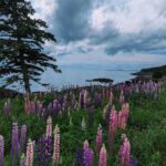 Siobhan Williams Instagram – A beautiful week in Nova Scotia.