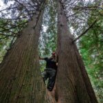 Siobhan Williams Instagram – Never seen a cedar twin quite like this. Phenomenal tree 🤍