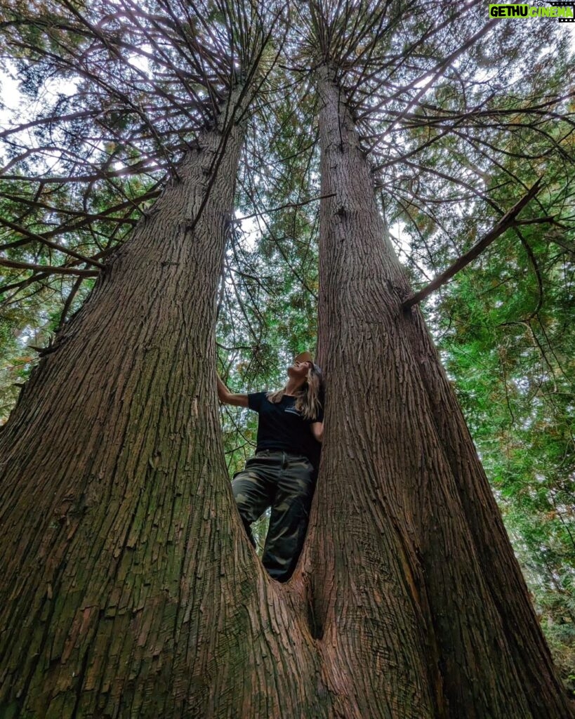 Siobhan Williams Instagram - Never seen a cedar twin quite like this. Phenomenal tree 🤍