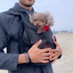 Siva Kaneswaran Instagram - Mylo didn’t like the breeze 😂 So happy to have had some time with the kiddies and @spirits.in.bloom in LA. Haven’t been home since the start of July. 😅 #siva #thewanted #dogdad #losangeles #beach #holidays Los Angeles, California