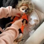 Skyler Joy Instagram - I don’t want to know what a life without animals would be like… 🐶🐕 San Diego, California