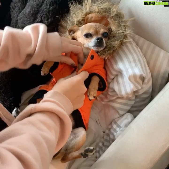 Skyler Joy Instagram - I don’t want to know what a life without animals would be like… 🐶🐕 San Diego, California