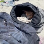 Skyler Joy Instagram - I don’t want to know what a life without animals would be like… 🐶🐕 San Diego, California