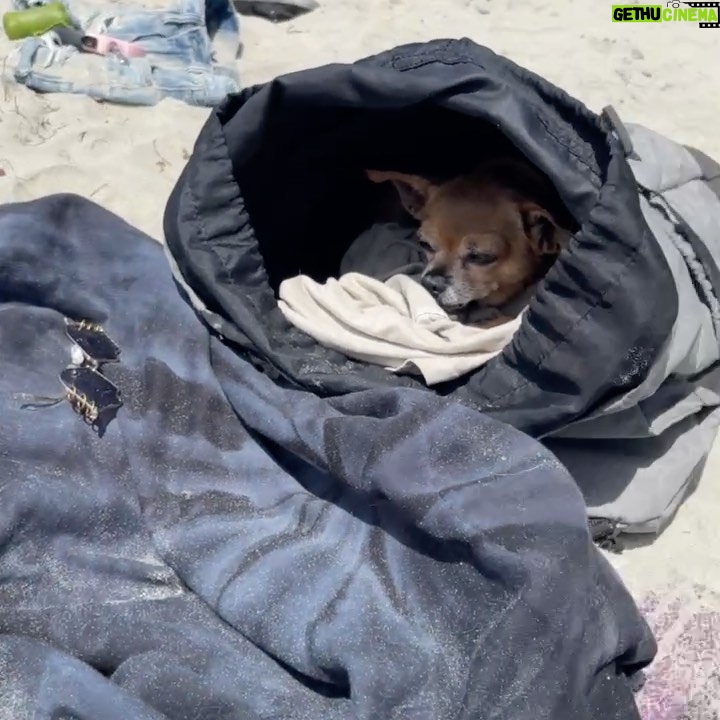Skyler Joy Instagram - I don’t want to know what a life without animals would be like… 🐶🐕 San Diego, California