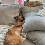 Skyler Joy Instagram - I don’t want to know what a life without animals would be like… 🐶🐕 San Diego, California