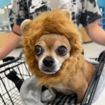 Skyler Joy Instagram - I don’t want to know what a life without animals would be like… 🐶🐕 San Diego, California