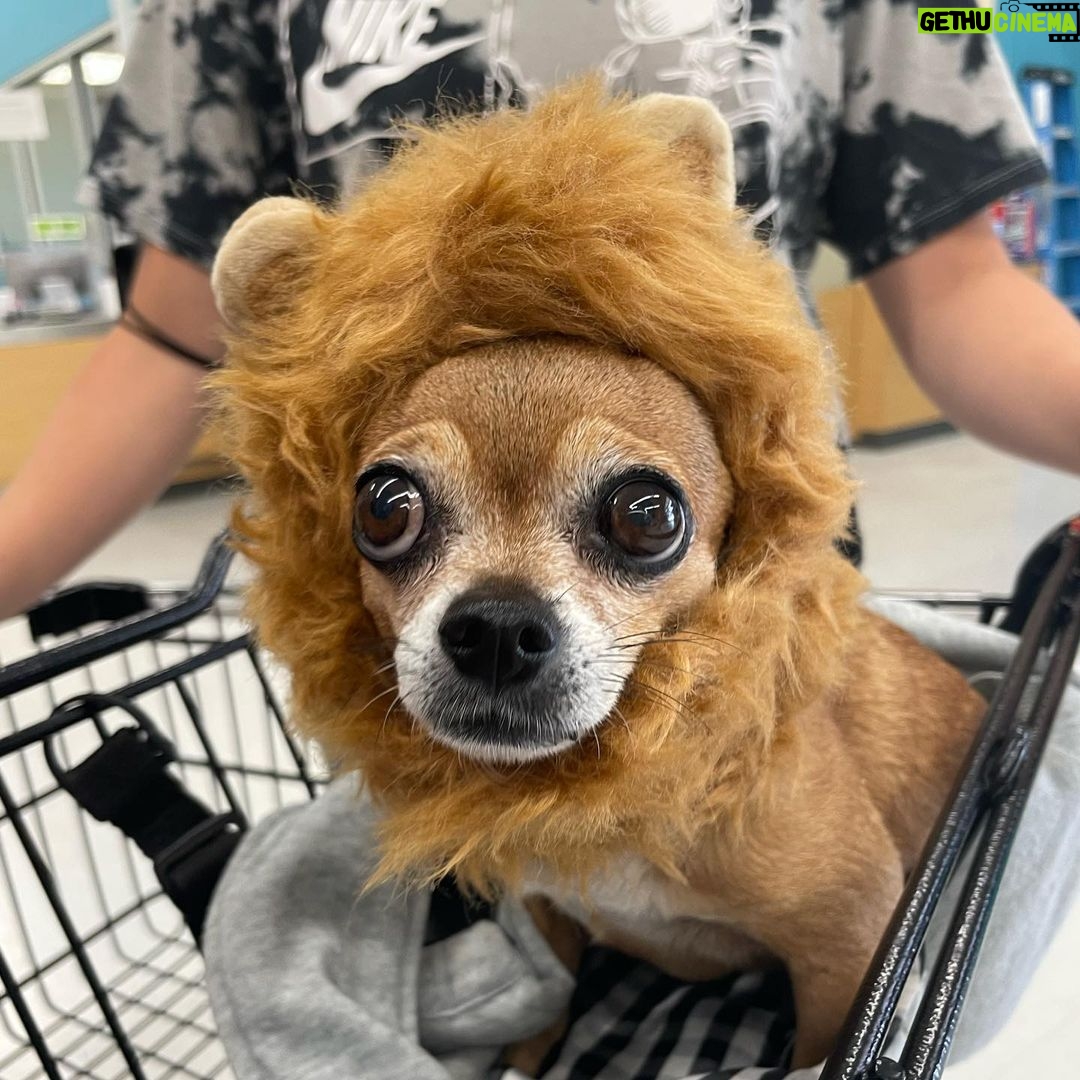 Skyler Joy Instagram - I don’t want to know what a life without animals would be like… 🐶🐕 San Diego, California
