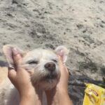 Skyler Joy Instagram - I don’t want to know what a life without animals would be like… 🐶🐕 San Diego, California