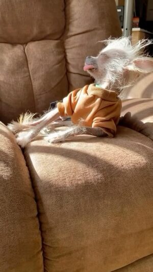 Snoop Dogg Instagram - 😂😭🤣💨💨💨 🐕