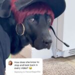 Snoop Dogg Instagram – 🐶 life