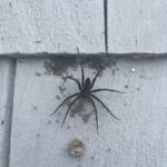 Sofia Bryant Instagram – I looov wolf spiders
