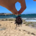 Sofia Bryant Instagram - sofi kick sea urchin 0_°