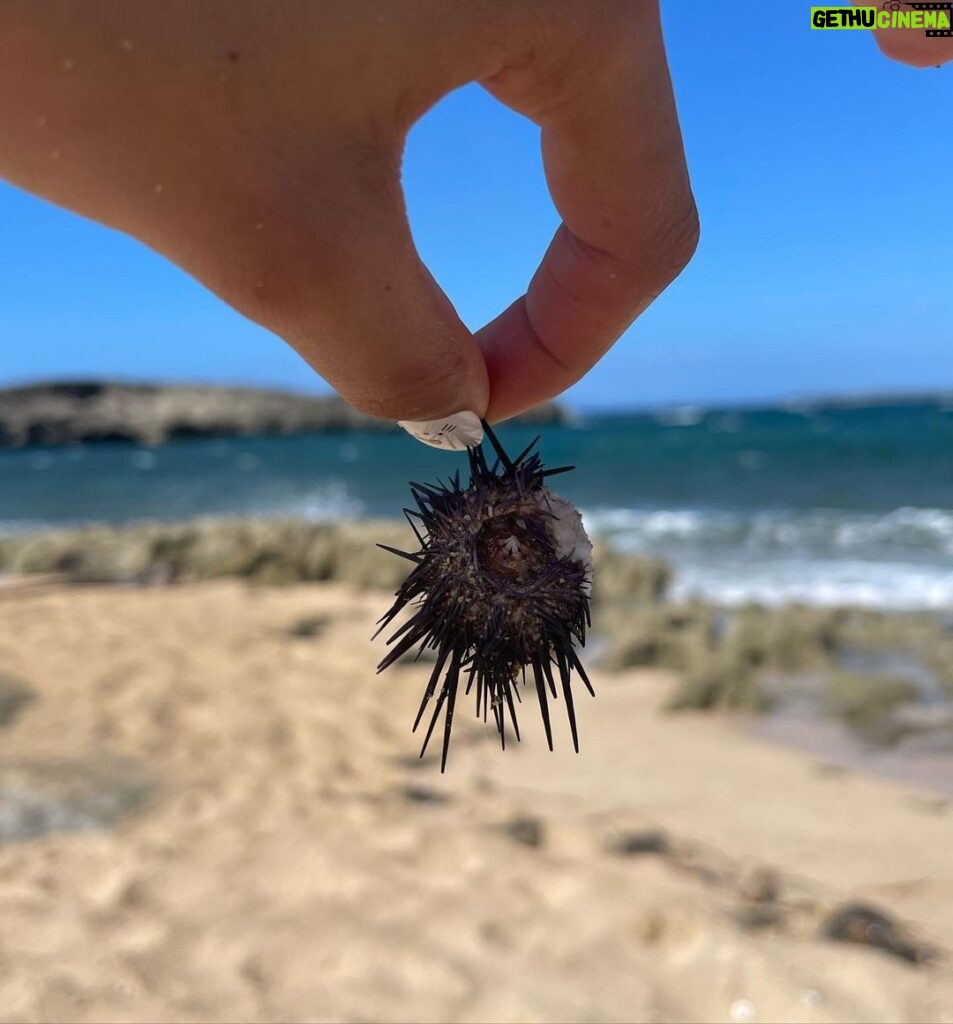 Sofia Bryant Instagram - sofi kick sea urchin 0_°
