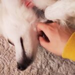 Sonnye Lim Instagram - Studied korean, then I tried animating it