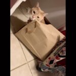 Spencer Tunick Instagram - Calcifer loves paper bags