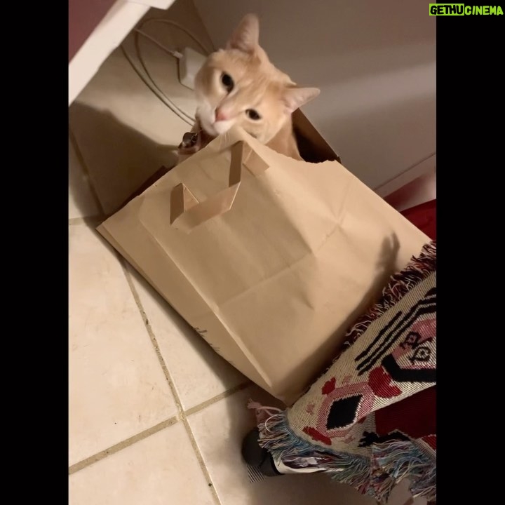 Spencer Tunick Instagram - Calcifer loves paper bags