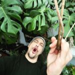 Steevy Boulay Instagram - TARZAN #plantes #monstera #urbanjungle #naturaldesign #plants #plantslover #houseplants #boyswithplants #instaboy Le Mans, France
