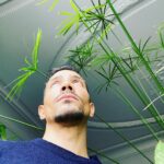 Steevy Boulay Instagram - #papyrus #plantes #urbanjungle #naturaldesign #plants #plantslover #houseplants #boyswithplants