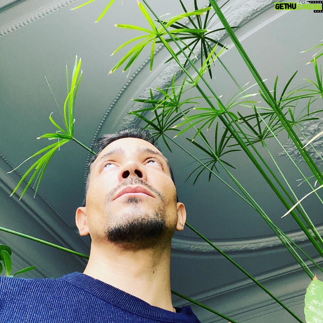 Steevy Boulay Instagram - #papyrus #plantes #urbanjungle #naturaldesign #plants #plantslover #houseplants #boyswithplants