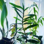 Steevy Boulay Instagram - Bureau squatté 🌱 #plantes #urbanjungle #naturaldesign #plants #plantslover