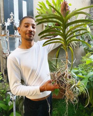 Steevy Boulay Instagram - 🌱🌱🌱🌱🌱🌱🌱
L’heure des #plantes 

#jardin #plants #orchidee #vanda #boyswithplants #instagarden #LeMans