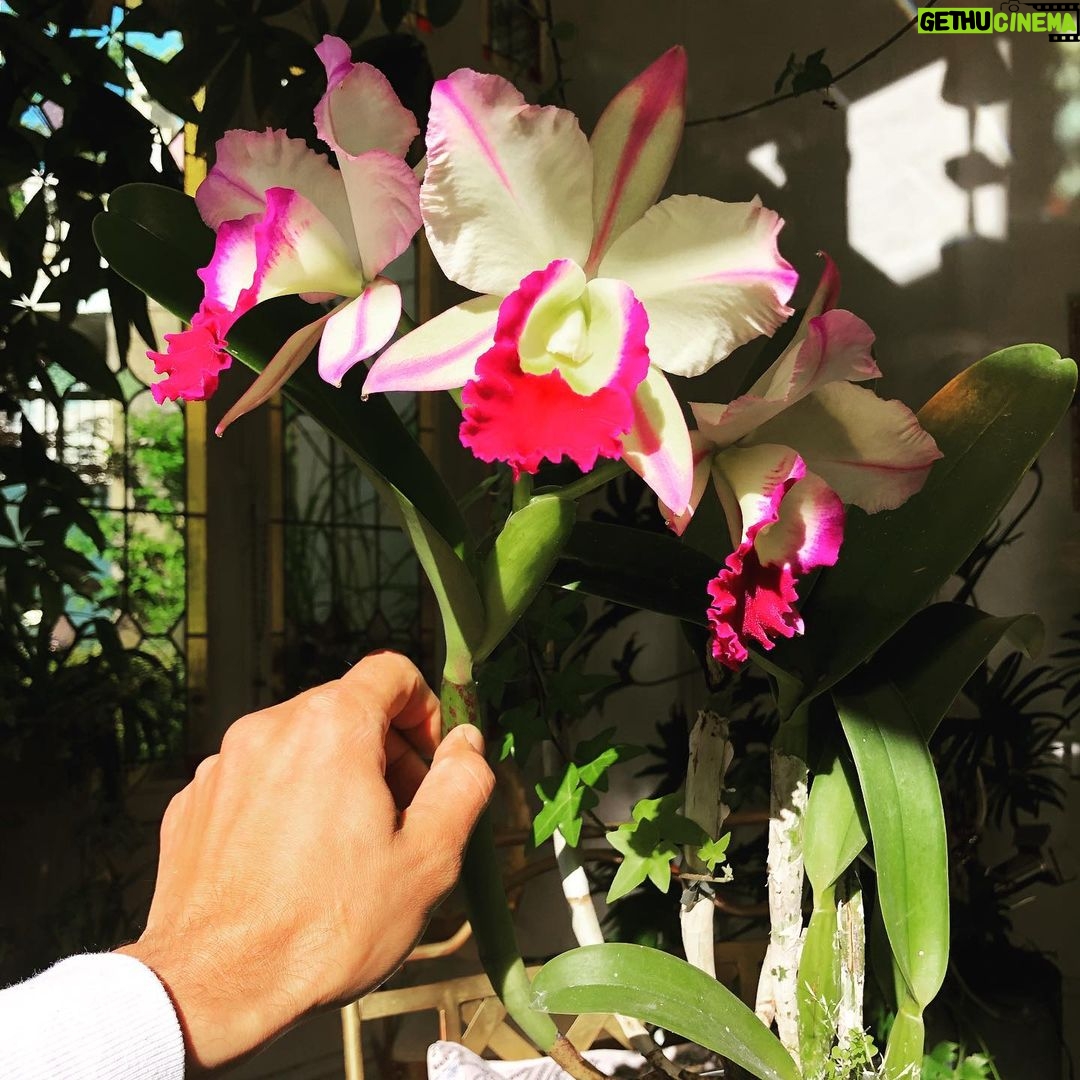 Steevy Boulay Instagram - Ma chérie à son zénith 🌺 #orchidee #cattleya Le Mans, France