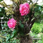 Steevy Boulay Instagram - Rosier & Palmier Le Mans, France