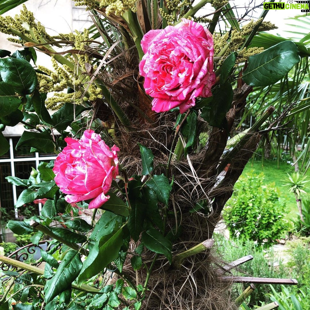 Steevy Boulay Instagram - Rosier & Palmier Le Mans, France