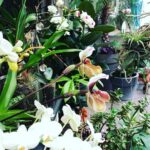 Steevy Boulay Instagram - Confiné avec elles... Le Mans, France