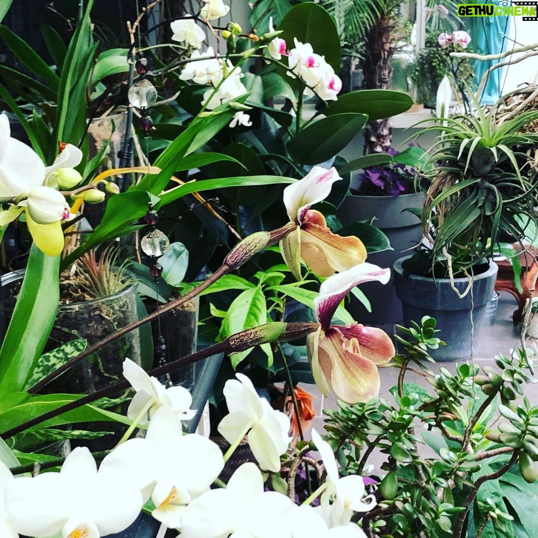 Steevy Boulay Instagram - Confiné avec elles... Le Mans, France
