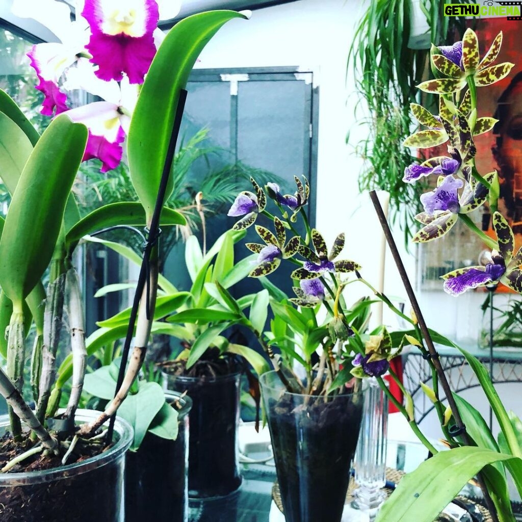 Steevy Boulay Instagram - Mes filles ! #Hautjardin #orchidee