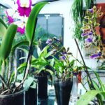 Steevy Boulay Instagram - Mes filles ! #Hautjardin #orchidee