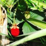 Steevy Boulay Instagram - Fraises Framboises Figues Raisins Tomates... Apres des saisons aux petits soins et beaucoup d amour me voilà récompensé ! #jardin #lemans