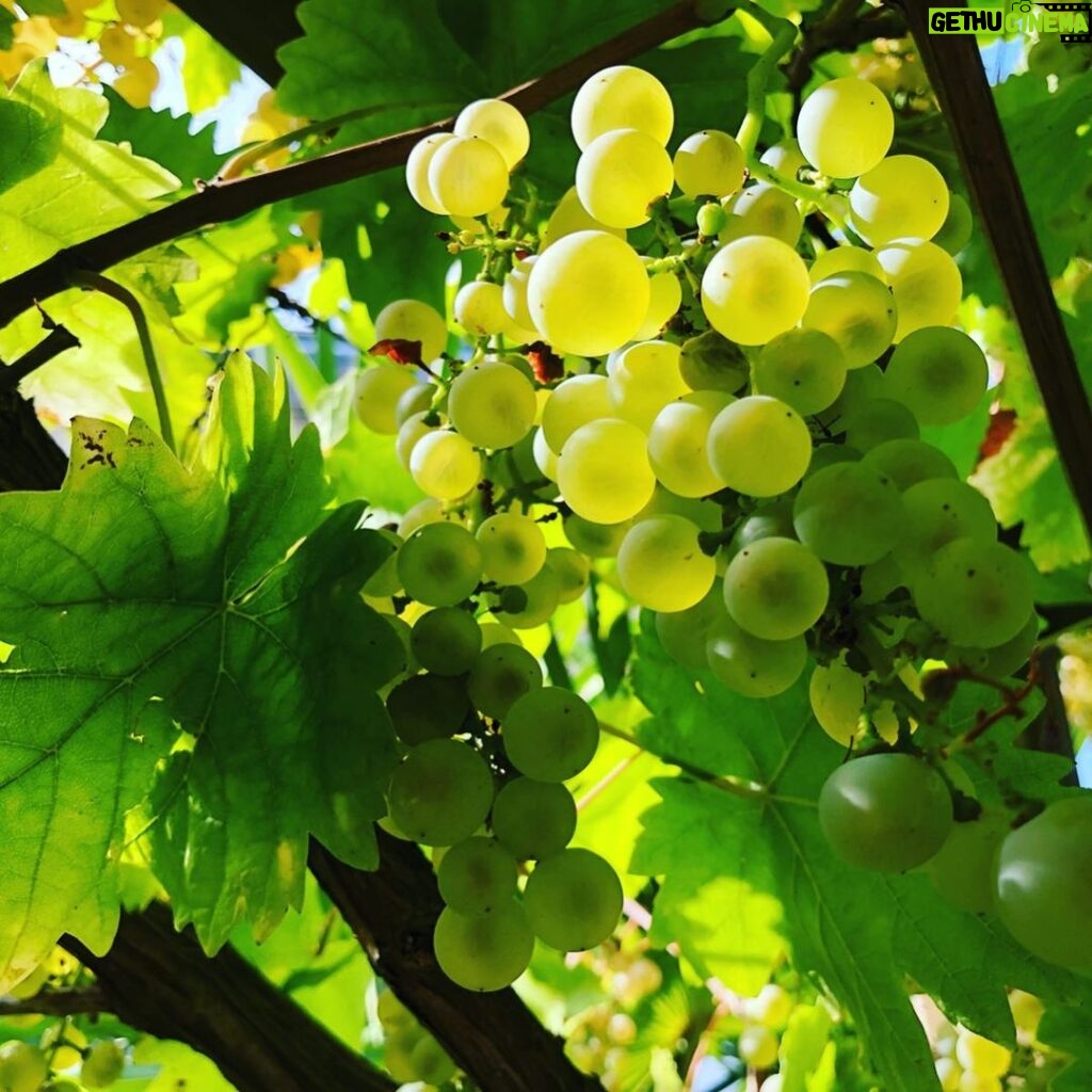 Steevy Boulay Instagram - Fraises Framboises Figues Raisins Tomates... Apres des saisons aux petits soins et beaucoup d amour me voilà récompensé ! #jardin #lemans
