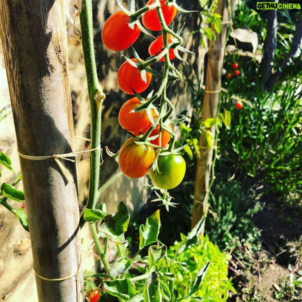 Steevy Boulay Instagram - Fraises Framboises Figues Raisins Tomates... Apres des saisons aux petits soins et beaucoup d amour me voilà récompensé ! #jardin #lemans