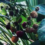 Steevy Boulay Instagram - Fraises Framboises Figues Raisins Tomates... Apres des saisons aux petits soins et beaucoup d amour me voilà récompensé ! #jardin #lemans