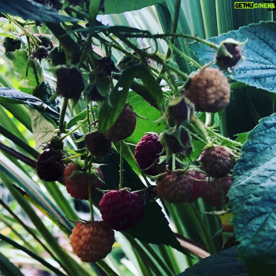 Steevy Boulay Instagram - Fraises Framboises Figues Raisins Tomates... Apres des saisons aux petits soins et beaucoup d amour me voilà récompensé ! #jardin #lemans