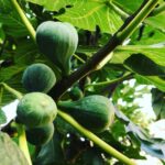 Steevy Boulay Instagram - Fraises Framboises Figues Raisins Tomates... Apres des saisons aux petits soins et beaucoup d amour me voilà récompensé ! #jardin #lemans